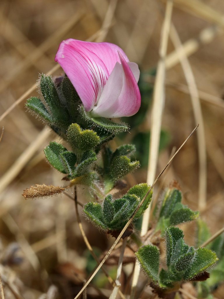 Ononis repens (Common Restharrow)