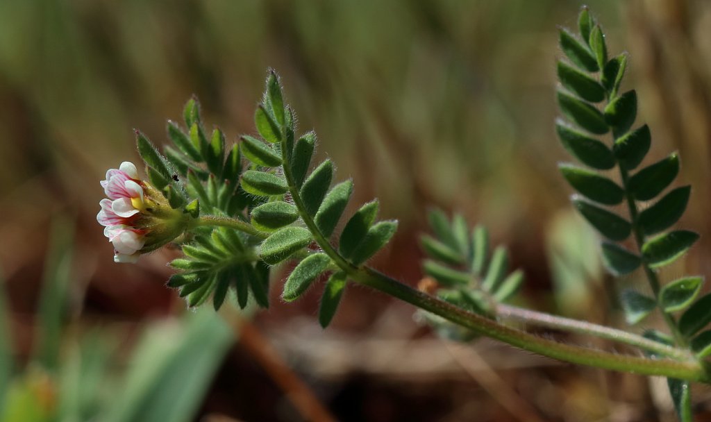 Ornithopus perpusillus (Bird's-foot)