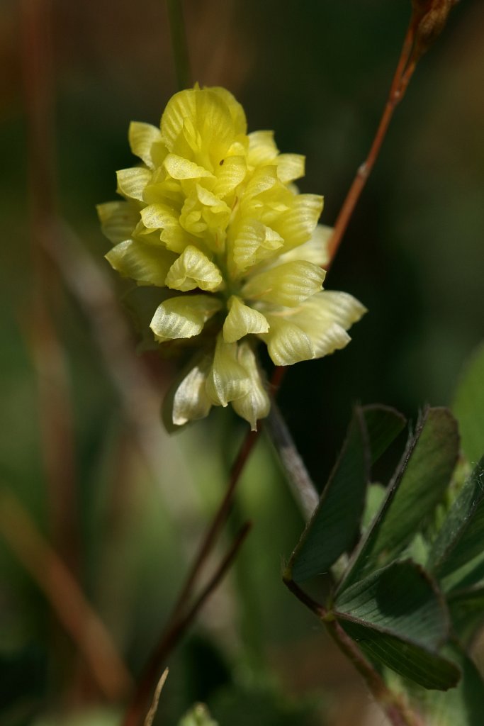 Trifolium campestre (Hop Trefoil)