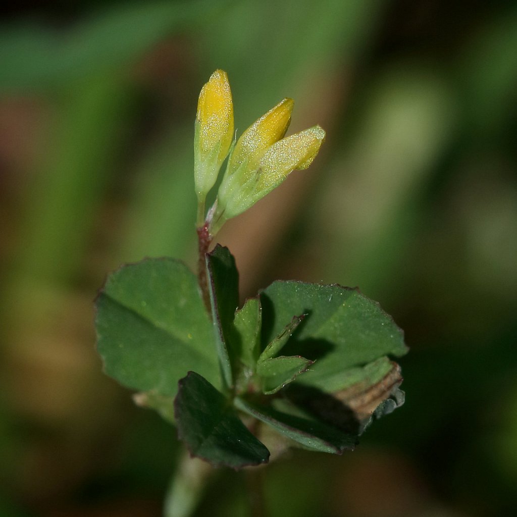 Trifolium micranthum (Slender Trefoil)