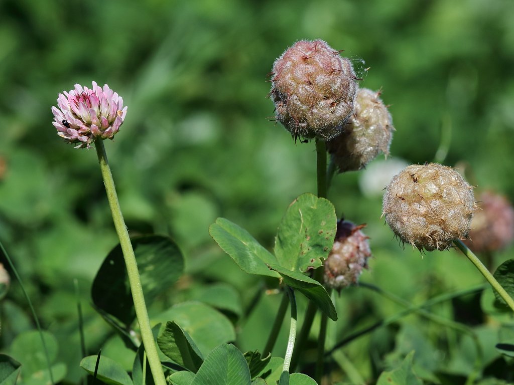 Trifolium fragiferum (Strawberry Clover)