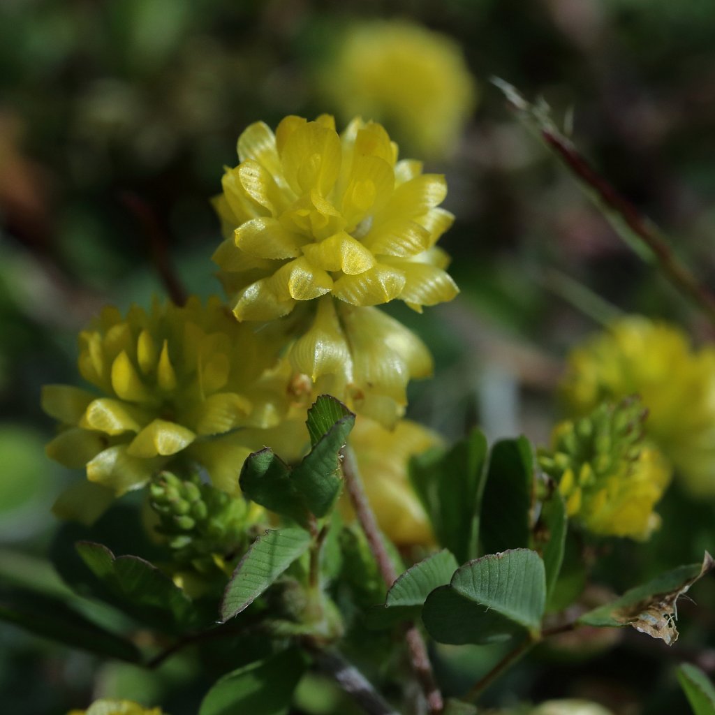 Trifolium campestre (Hop Trefoil)