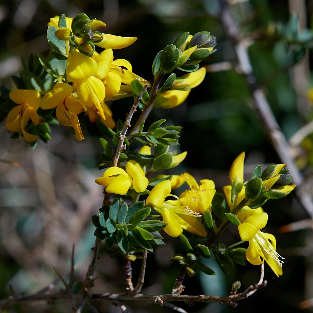 Genista anglica (Petty Whin)