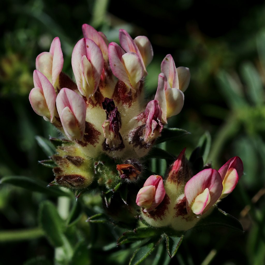 Anthyllis vulneraria (Kidney Vetch)