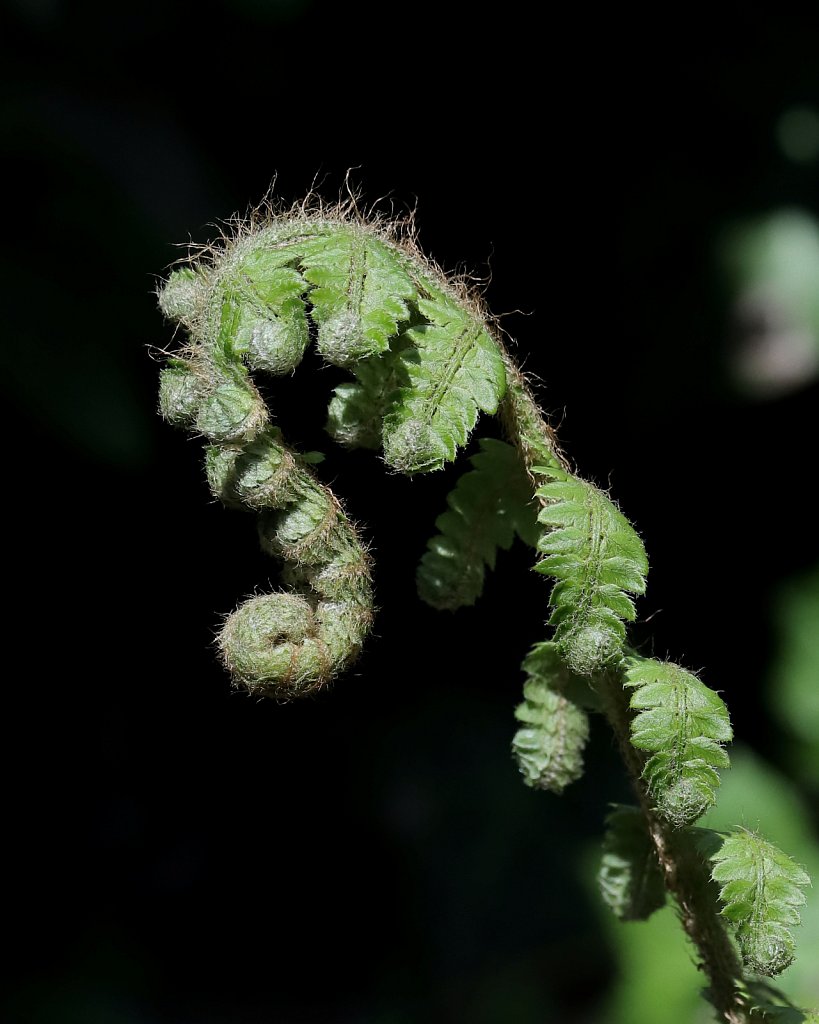 Polystichum setiferum (Soft Shield-fern)