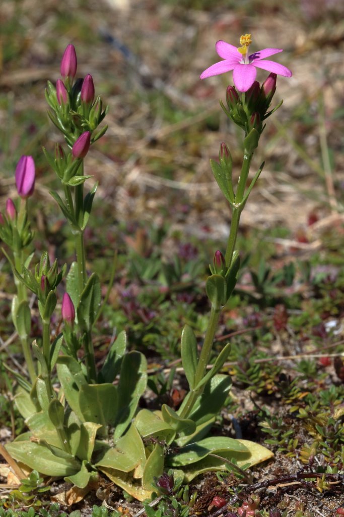 Centaurium erythraea (Common Centaury)