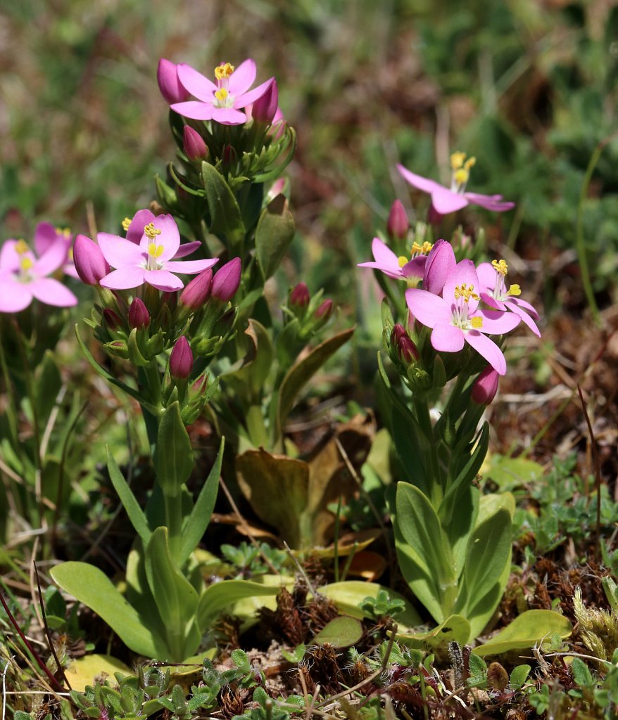 Centaurium erythraea (Common Centaury)