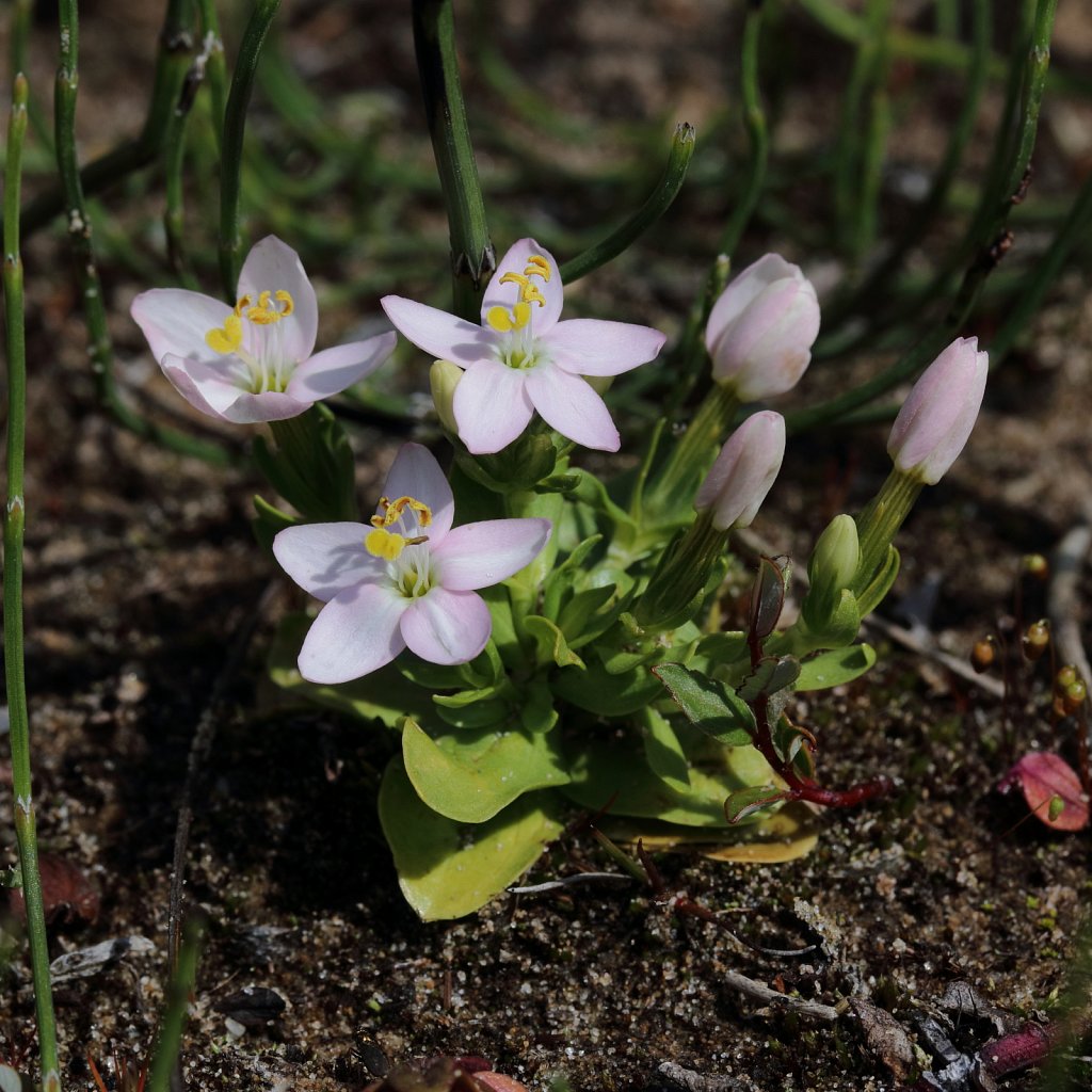 Centaurium erythraea (Common Centaury)