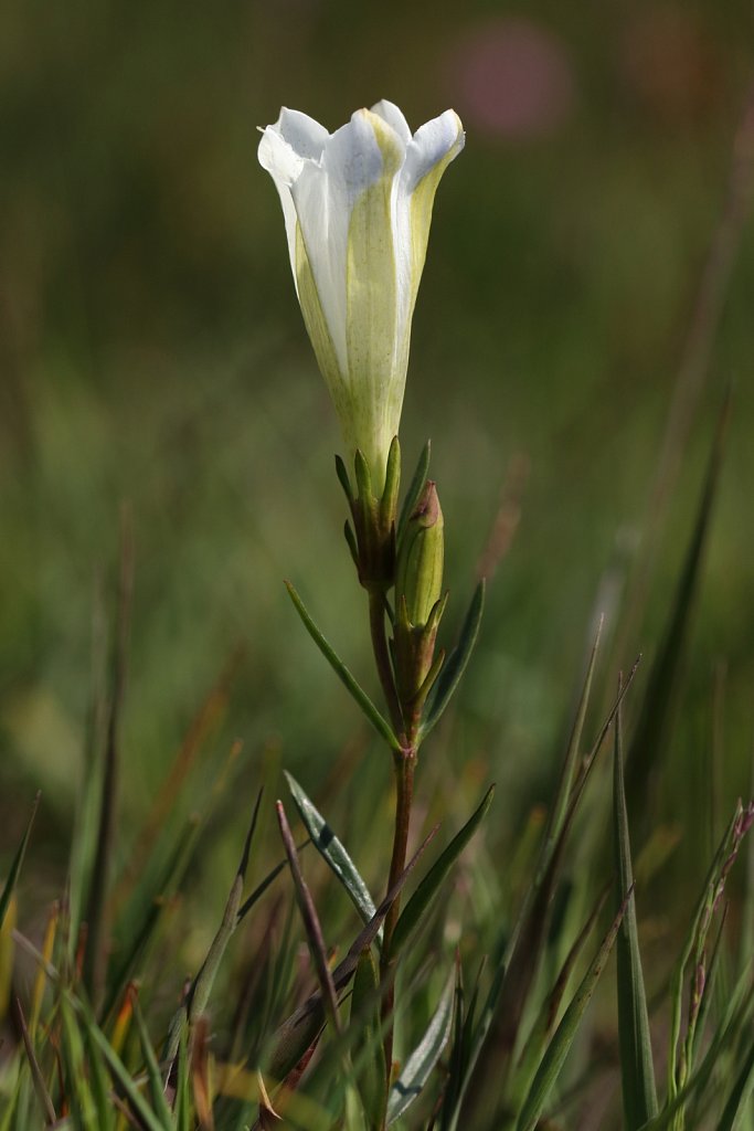 Gentiana pneumonanthe (Marsh Gentian)