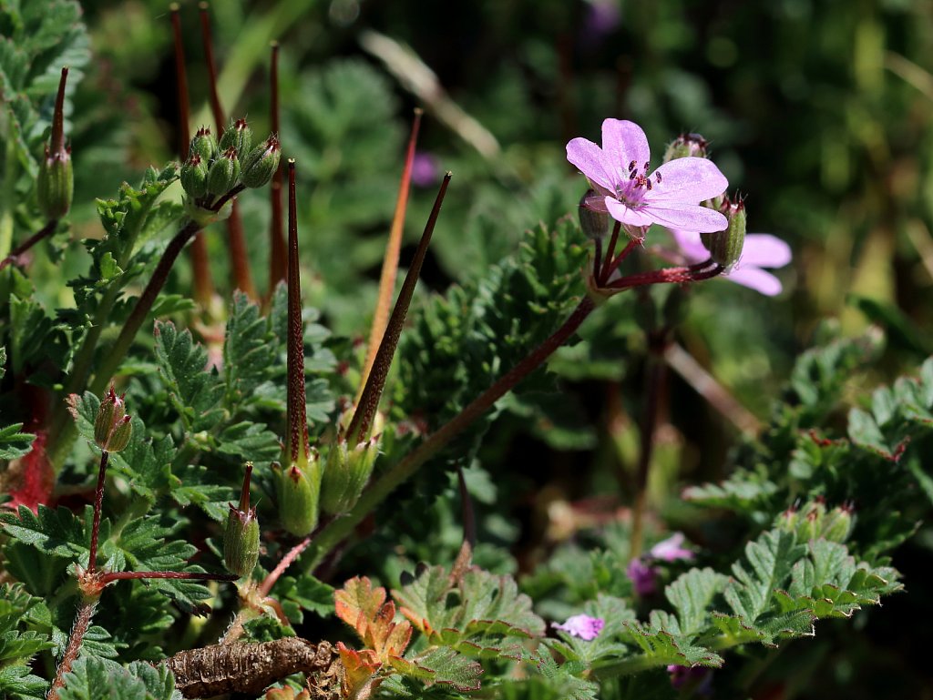 Erodium cicutarium (Common Stork's-bill)