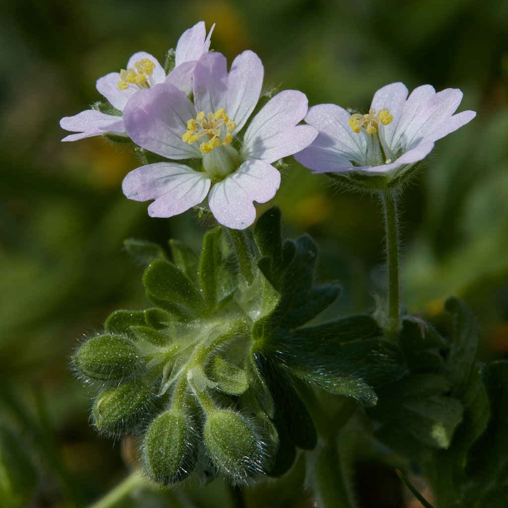 Geranium molle (Dove's-foot Crane's-bill)