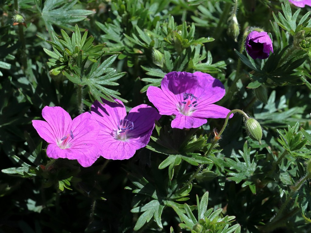 Geranium sanguineum (Bloody Crane's-bill)