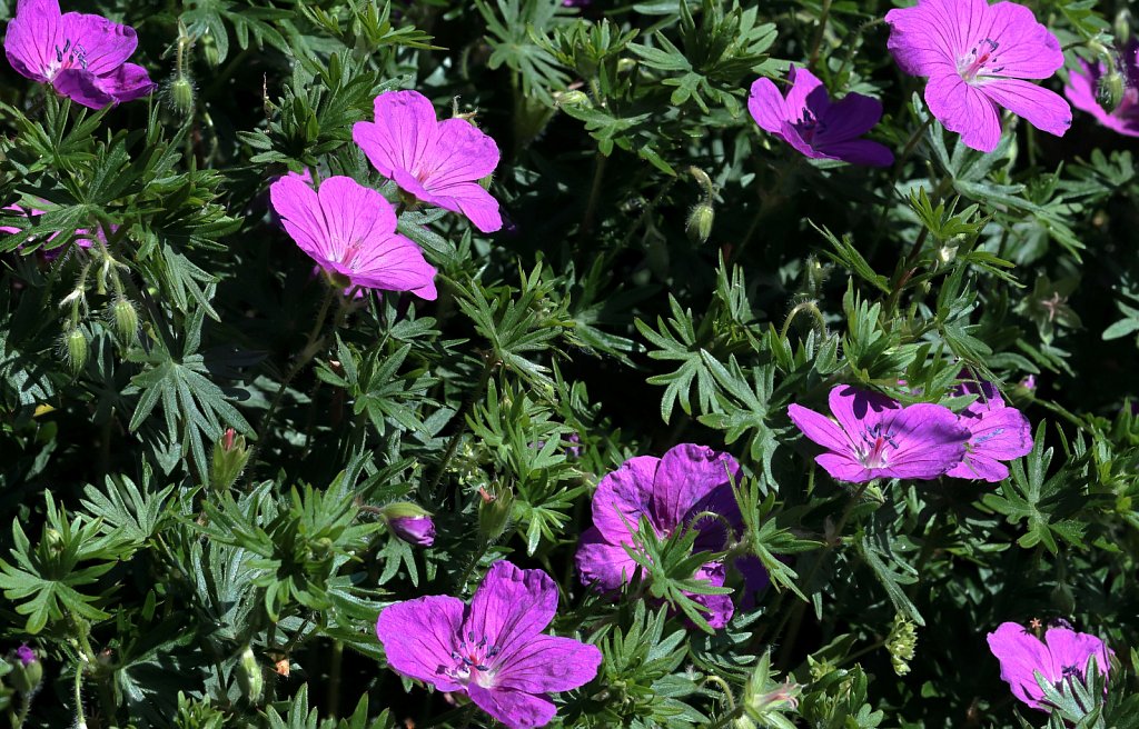 Geranium sanguineum (Bloody Crane's-bill)