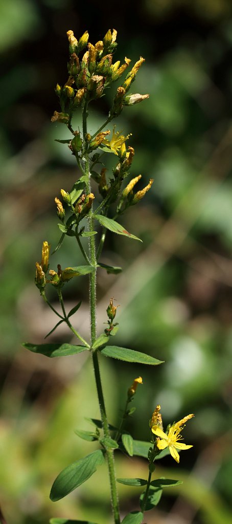 Hypericum hirsutum (Hairy St John's-wort)