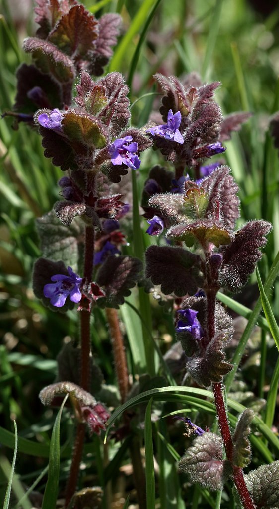 Glechoma hederacea (Ground Ivy)