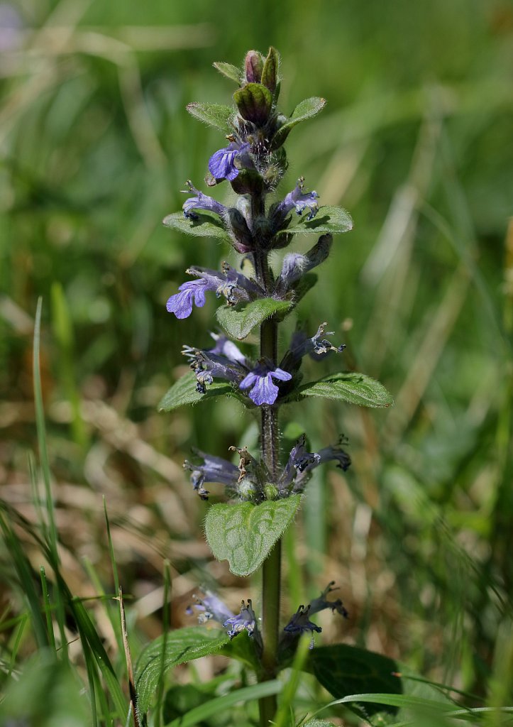 Ajuga reptans (Bugle)