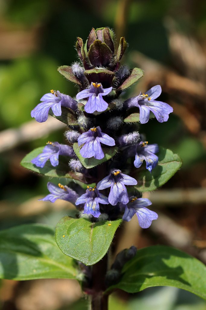 Ajuga reptans (Bugle)