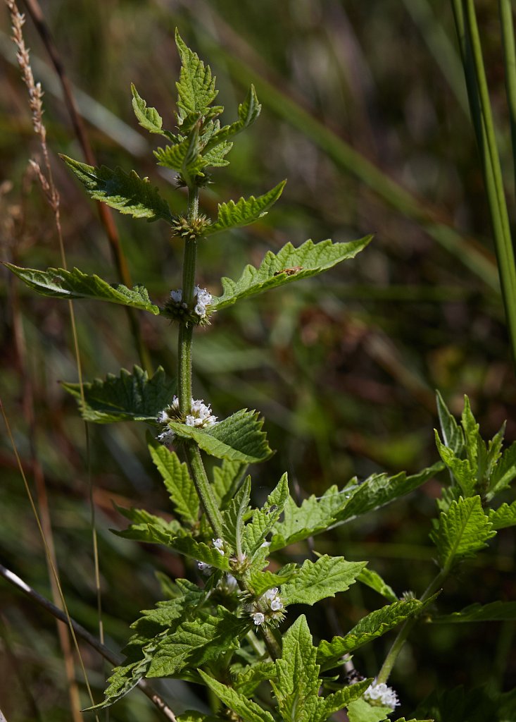 Lycopus europaeus (Gipsywort)