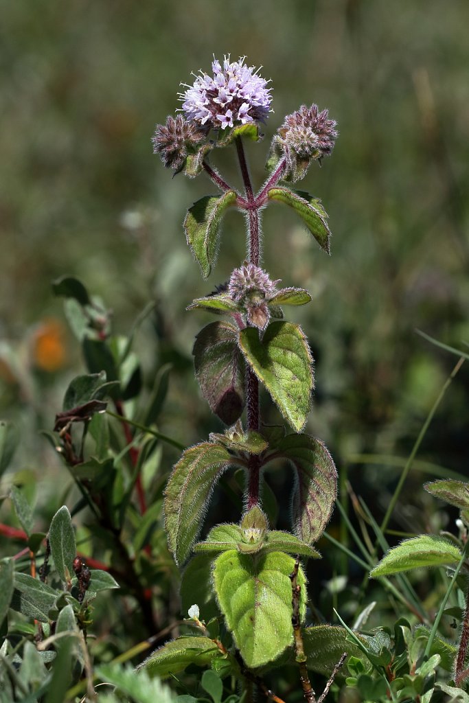 Mentha aquatica (Water Mint)