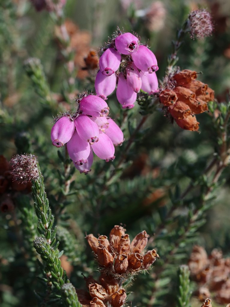 Erica tetralix (Cross-leaved Heath)