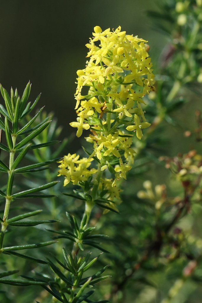 Galium verum (Lady's Bedstraw)