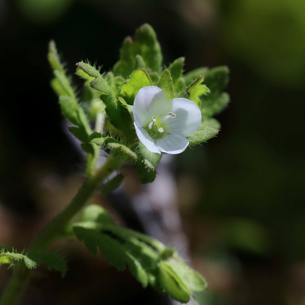 Veronica agrestis (Green Field-speedwell)