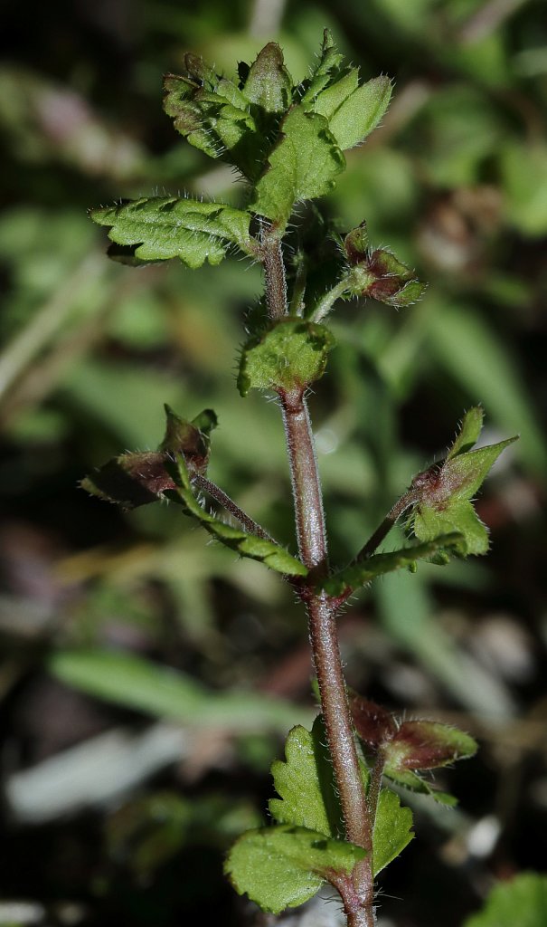 Veronica agrestis (Green Field-speedwell)