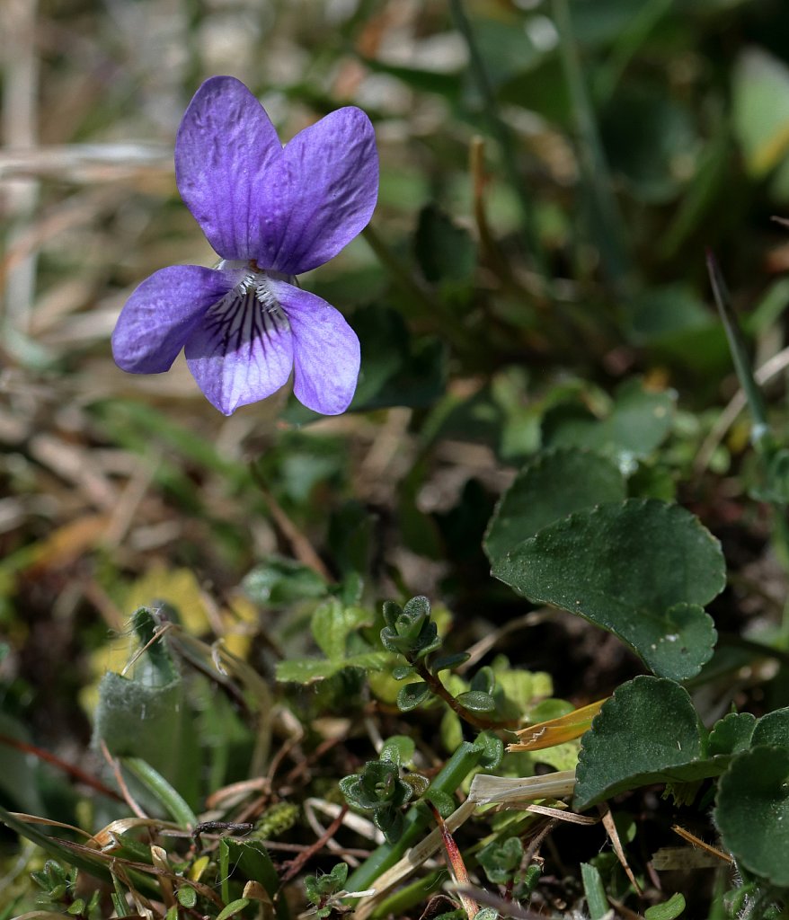 Viola canina (Heath Dog-violet)