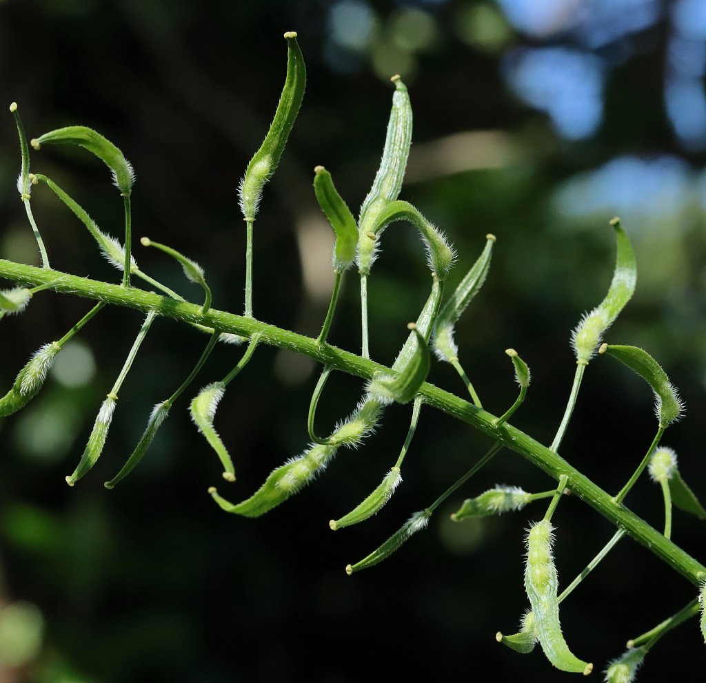 Sinapis alba (White Mustard)