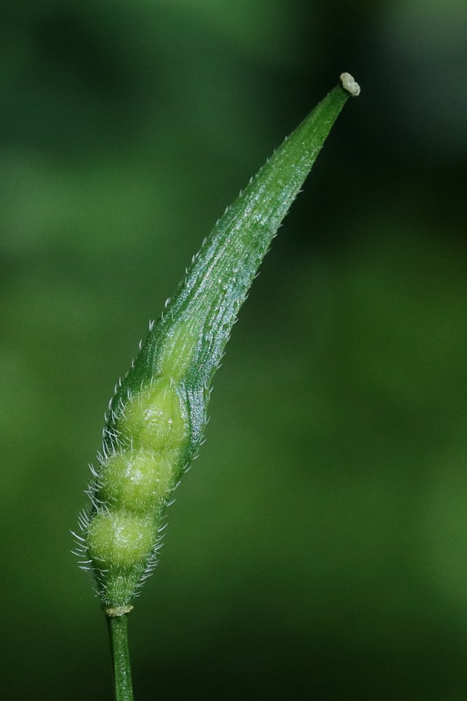 Sinapis alba (White Mustard)