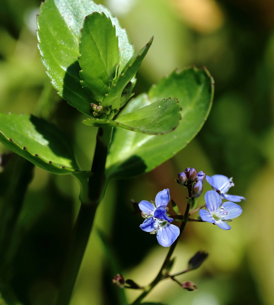 Veronica beccabunga (Brooklime)