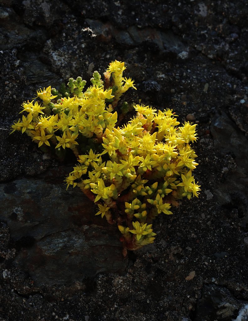 Sedum acre (Biting Stonecrop)