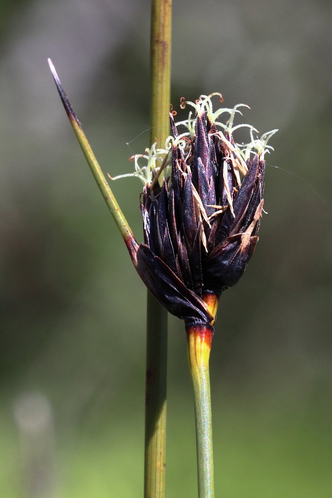 Schoenus nigricans (Black Bog-rush)