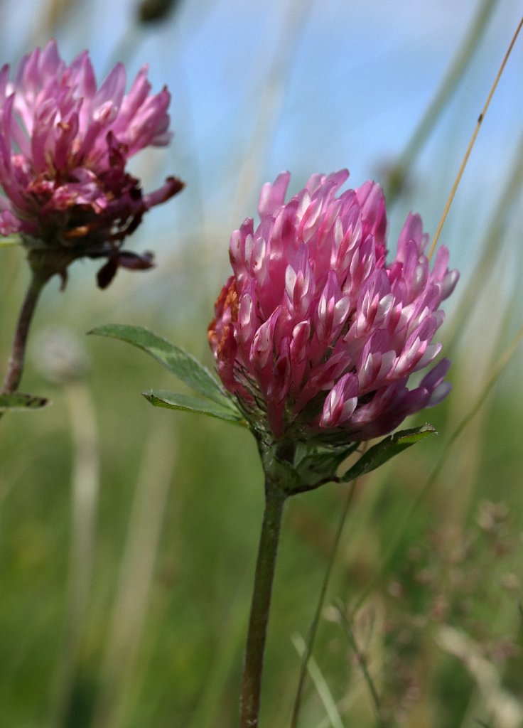 Trifolium pratense (Red Clover)