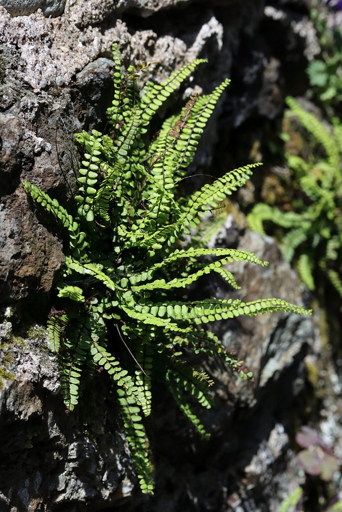 Asplenium trichomanes (Maidenhair Spleenwort)