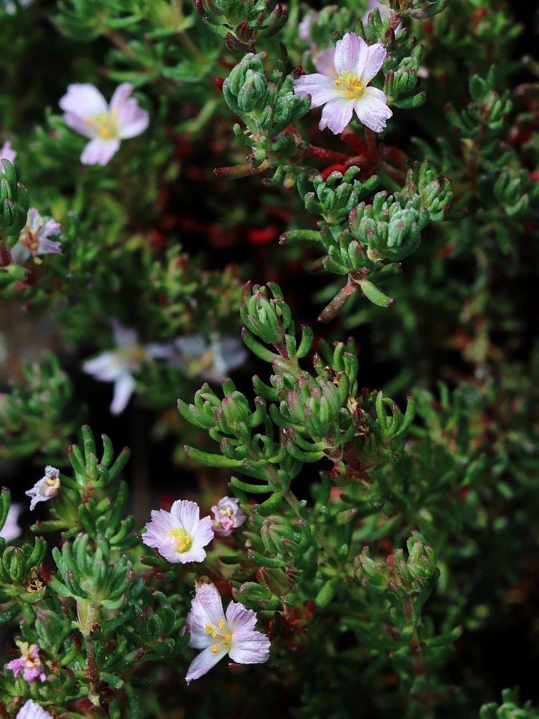 Frankenia laevis (Sea-heath)