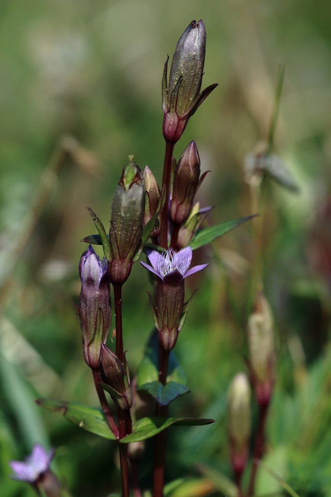 Gentianella amarella ssp amarella (Autumn Felwort)