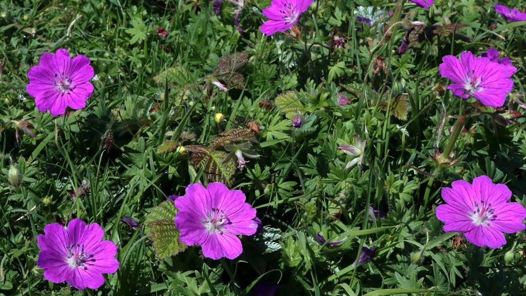 Geranium sanguineum (Bloody Crane's-bill)