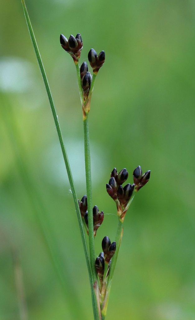 Juncus gerardii (Saltmarsh Rush)