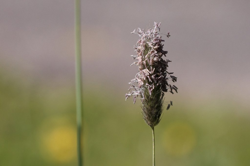 Alopecurus pratensis (Meadow Foxtail)