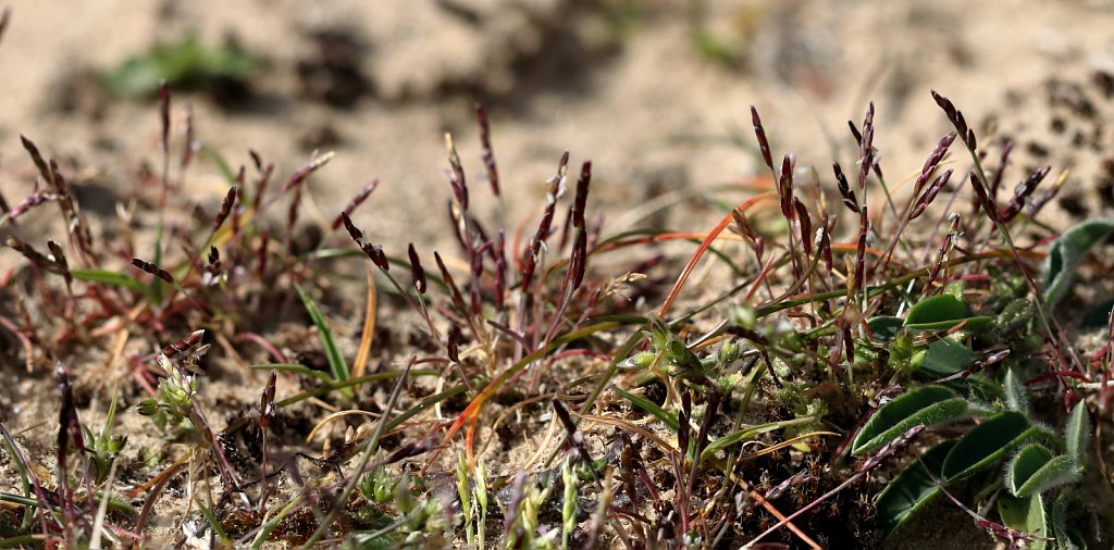 Mibora minima (Early Sand-grass)