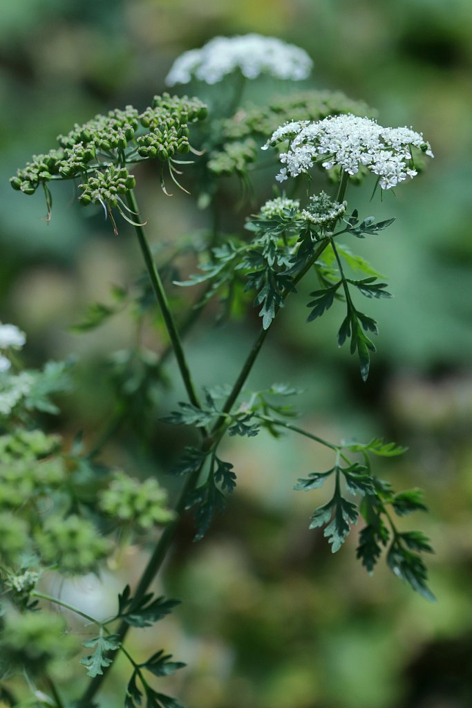 Aethusa cynapium (Fool's Parsley)