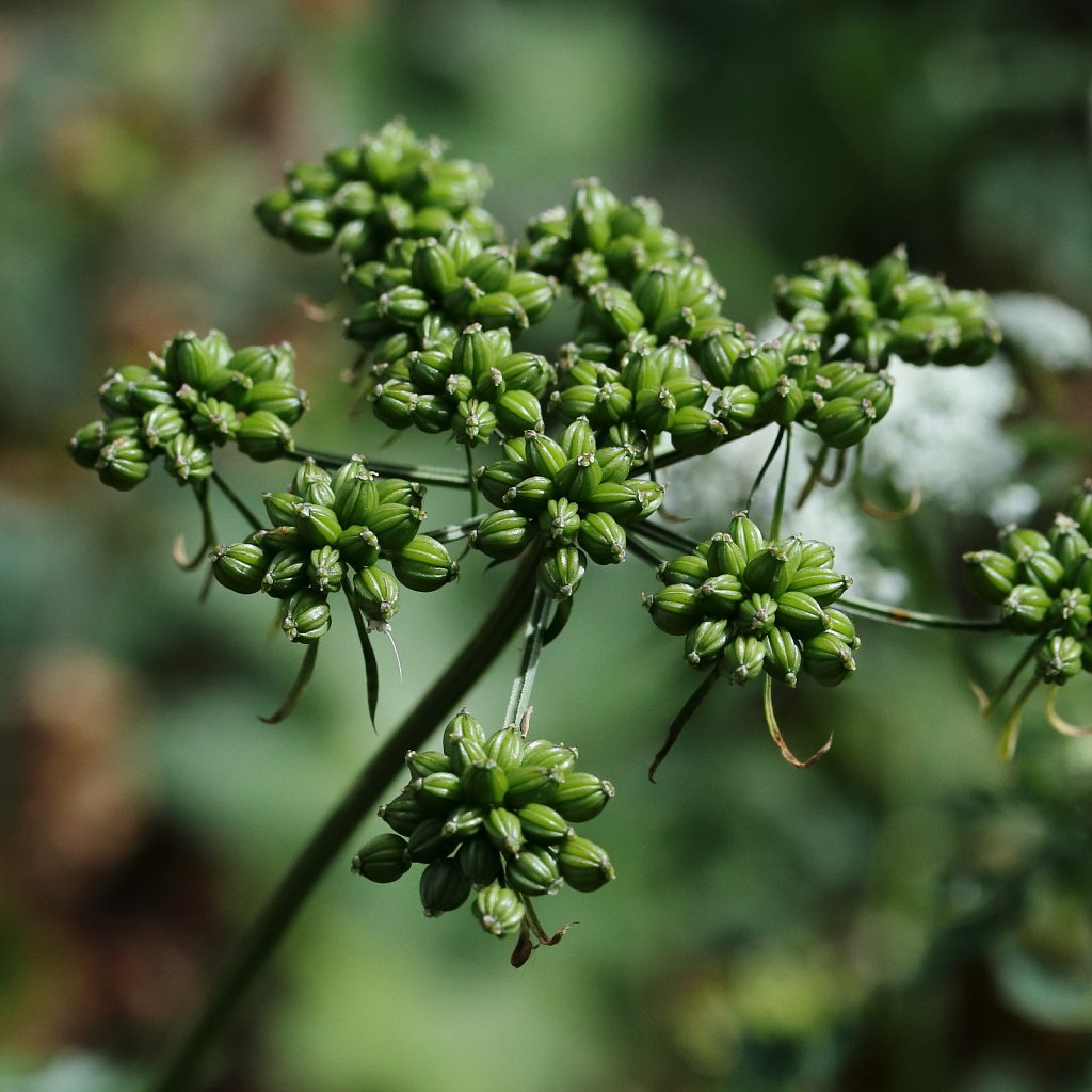 Aethusa cynapium (Fool's Parsley)