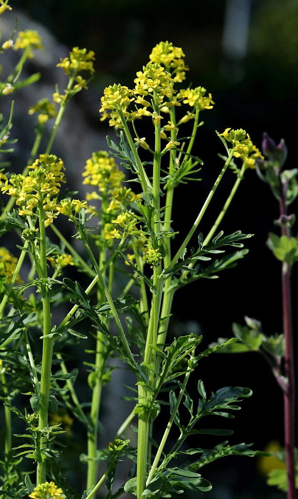 Barbarea verna (American Winter-cress)