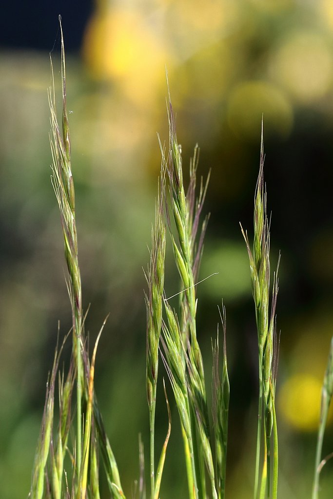 Vulpia bromoides (Squirreltail Fescue)