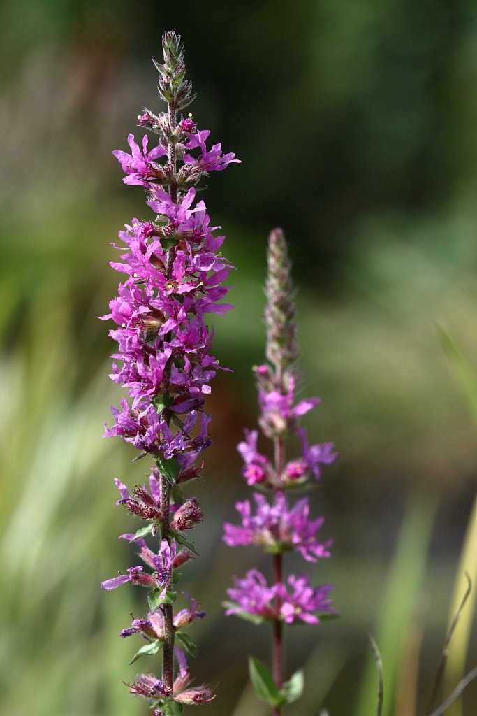 Lythrum salicaria (Purple Loosestrife)