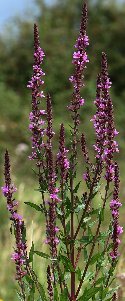 Lythrum salicaria (Purple Loosestrife)