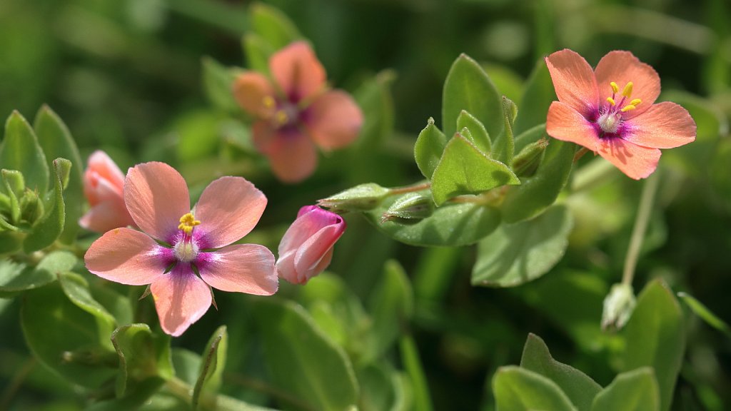 Lysimachia arvensis (Scarlet Pimpernel) 