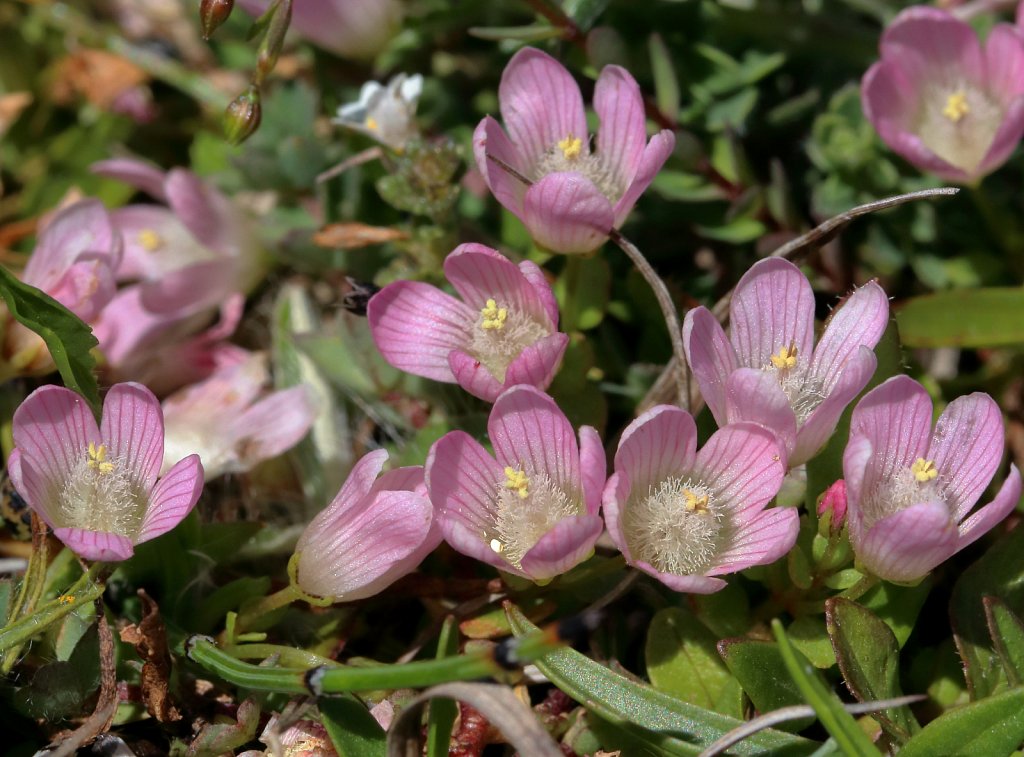 Lysimachia tenella (Bog Pimpernel)