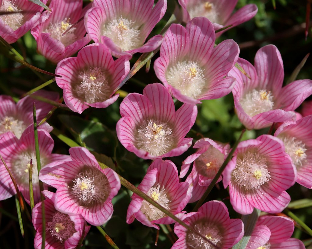 Lysimachia tenella (Bog Pimpernel)